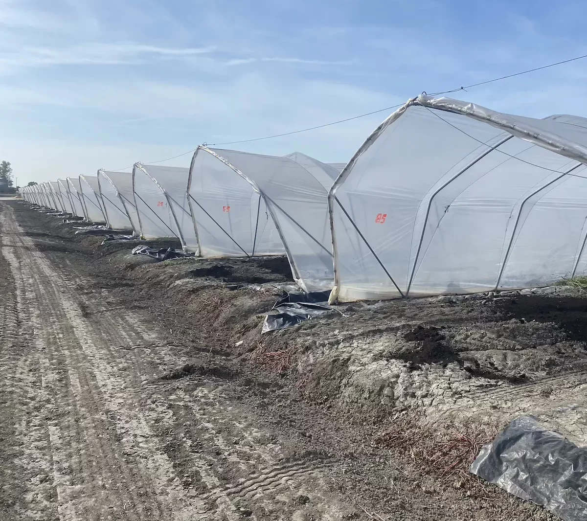 Compost FertilNutro di Biofactory per la Coltivazione dei Meloni Mantovani IGP